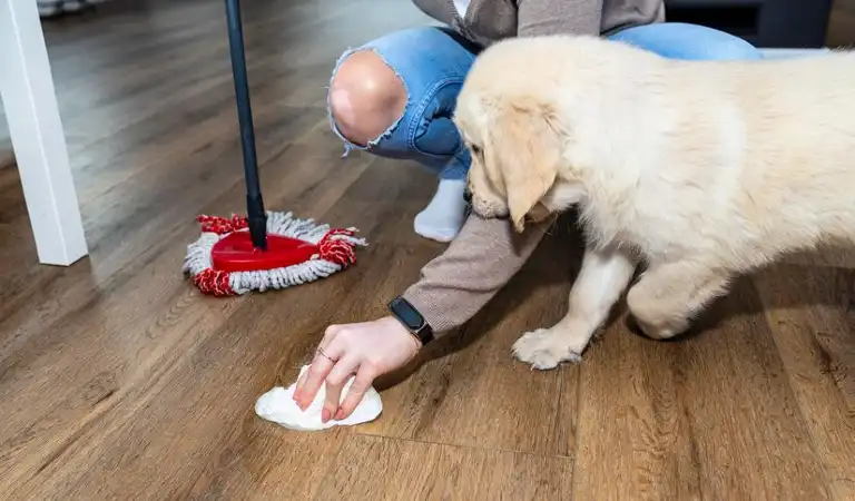 Man is cleaning dog urine from wooden floor.