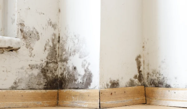 Addressing Damp Stains on Walls and Ceilings